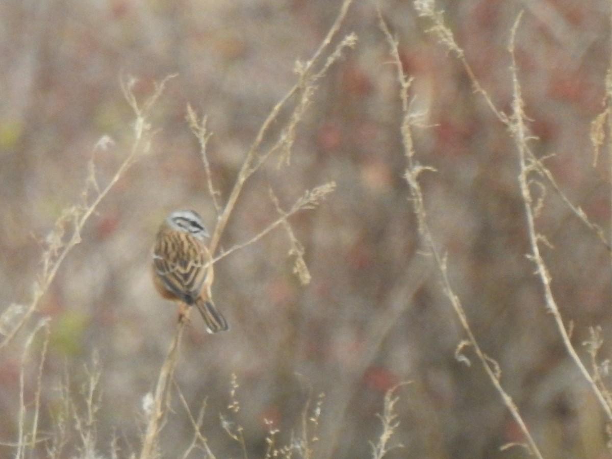 Rock Bunting - ML627657876