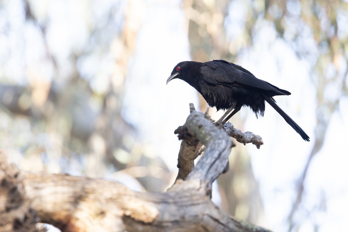 White-winged Chough - ML627657877