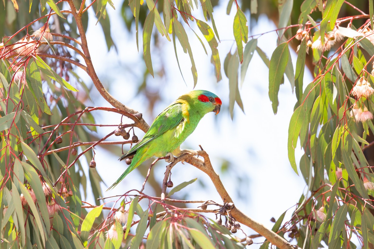 Musk Lorikeet - ML627657912