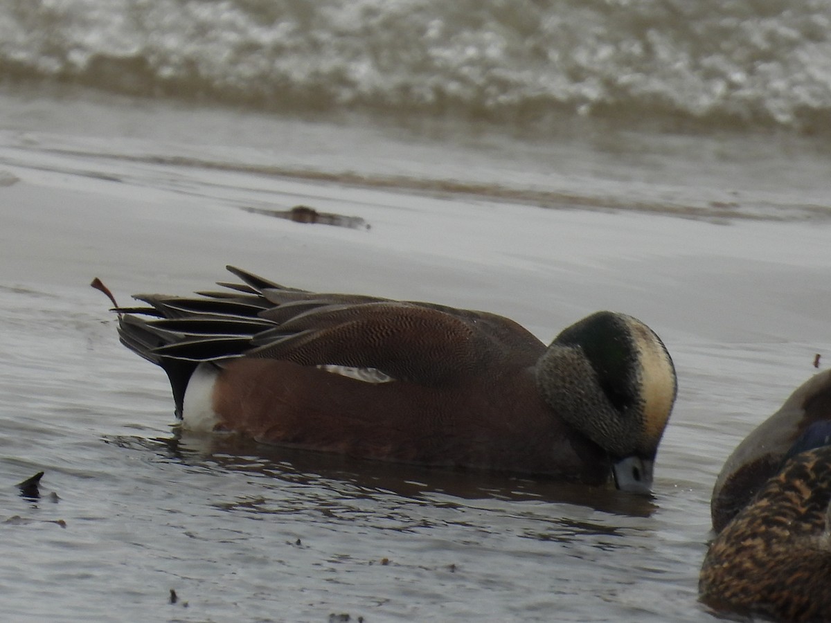 American Wigeon - ML627657914