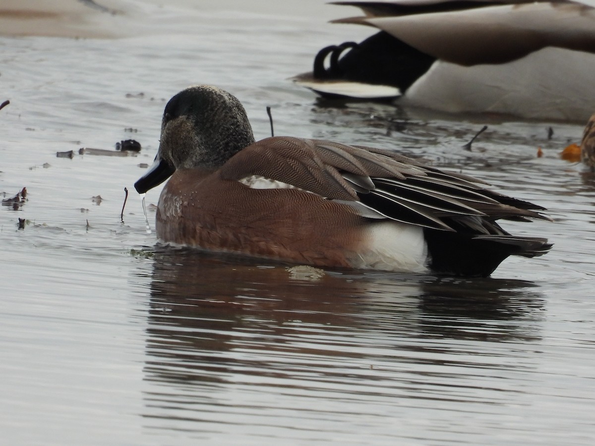 American Wigeon - ML627657915