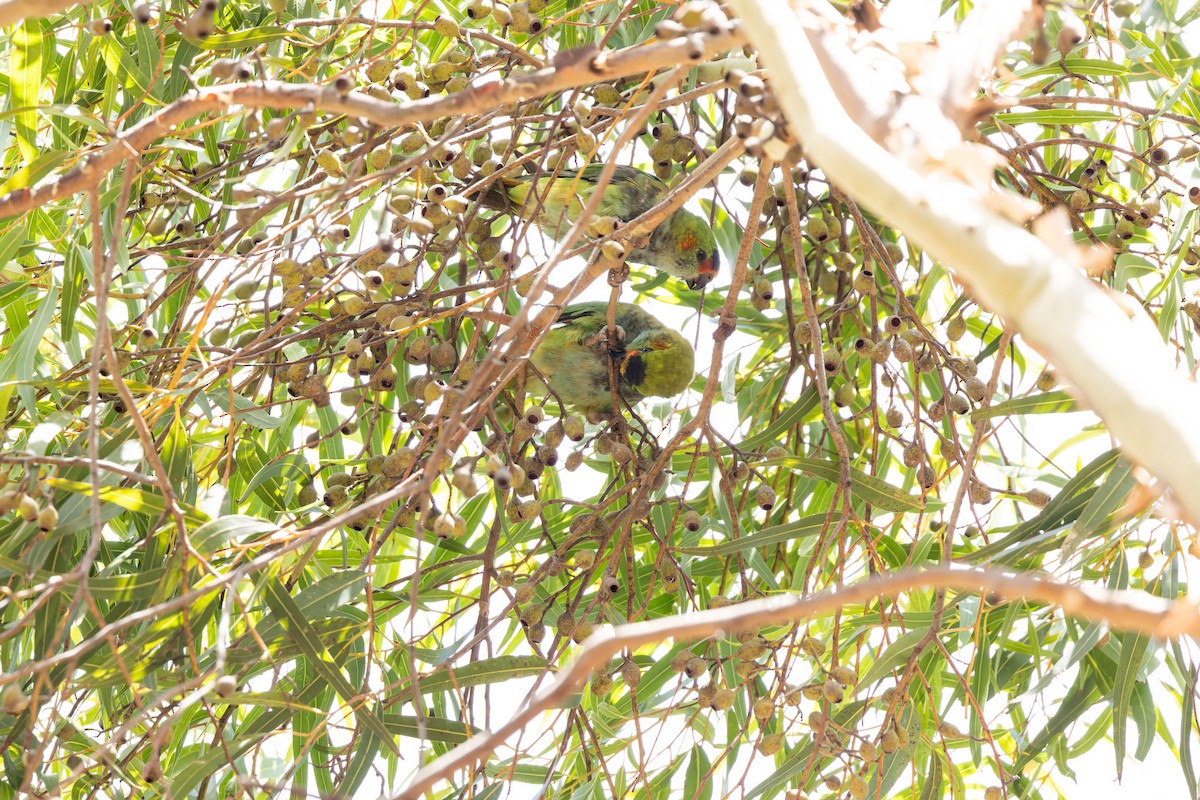 Purple-crowned Lorikeet - ML627657917