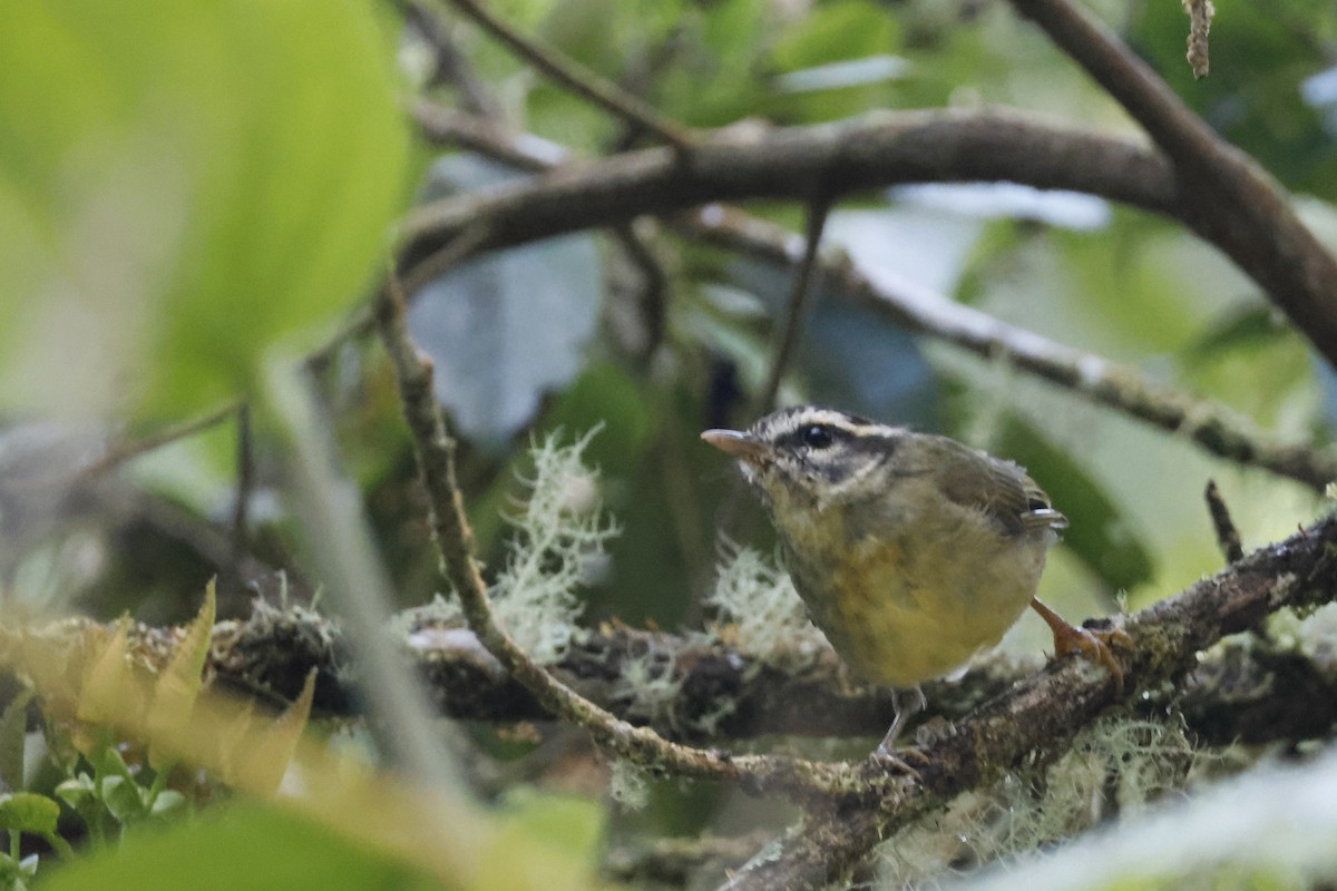Yungas Warbler - ML627658027