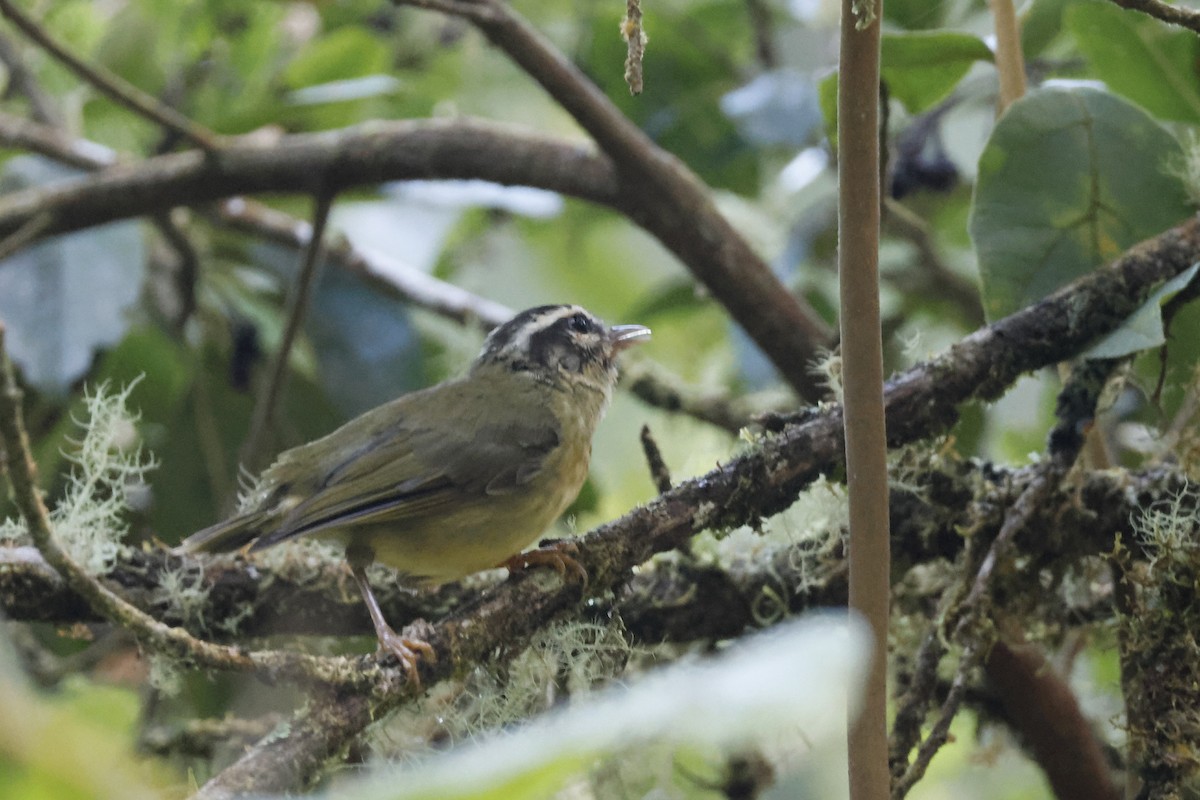 Yungas Warbler - ML627658028