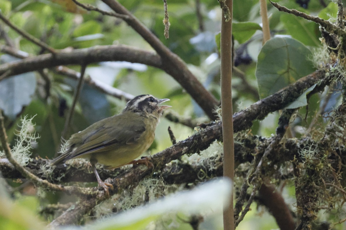 Yungas Warbler - ML627658029