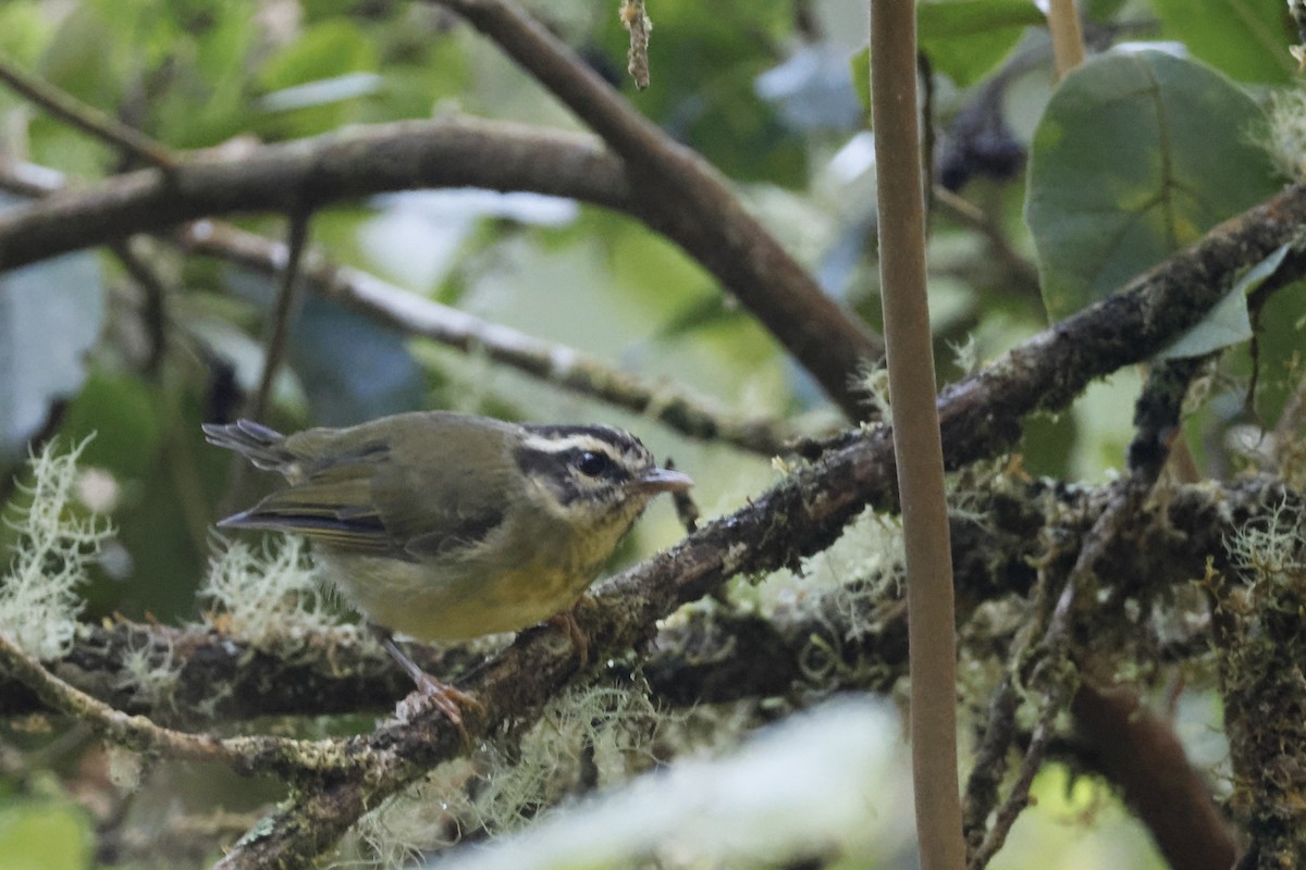 Yungas Warbler - ML627658046