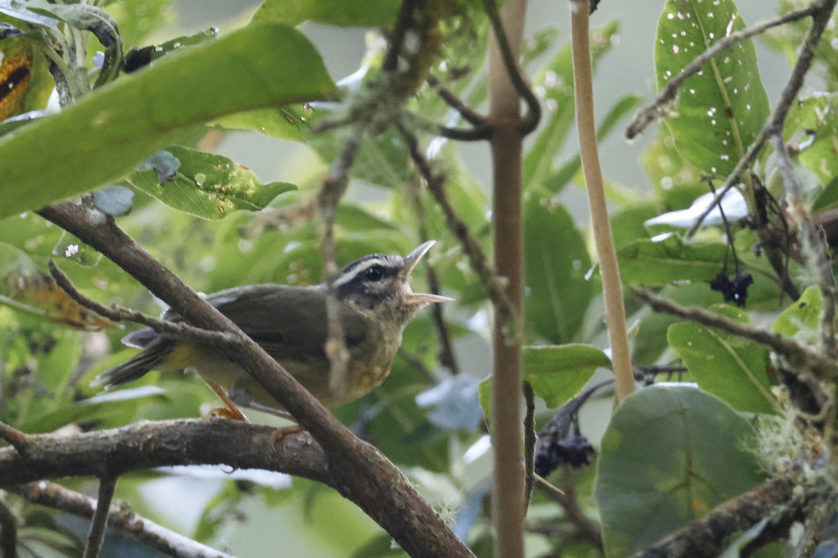 Yungas Warbler - ML627658048