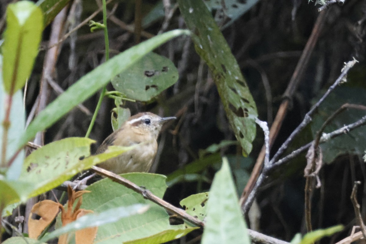 Mountain Wren - ML627658081