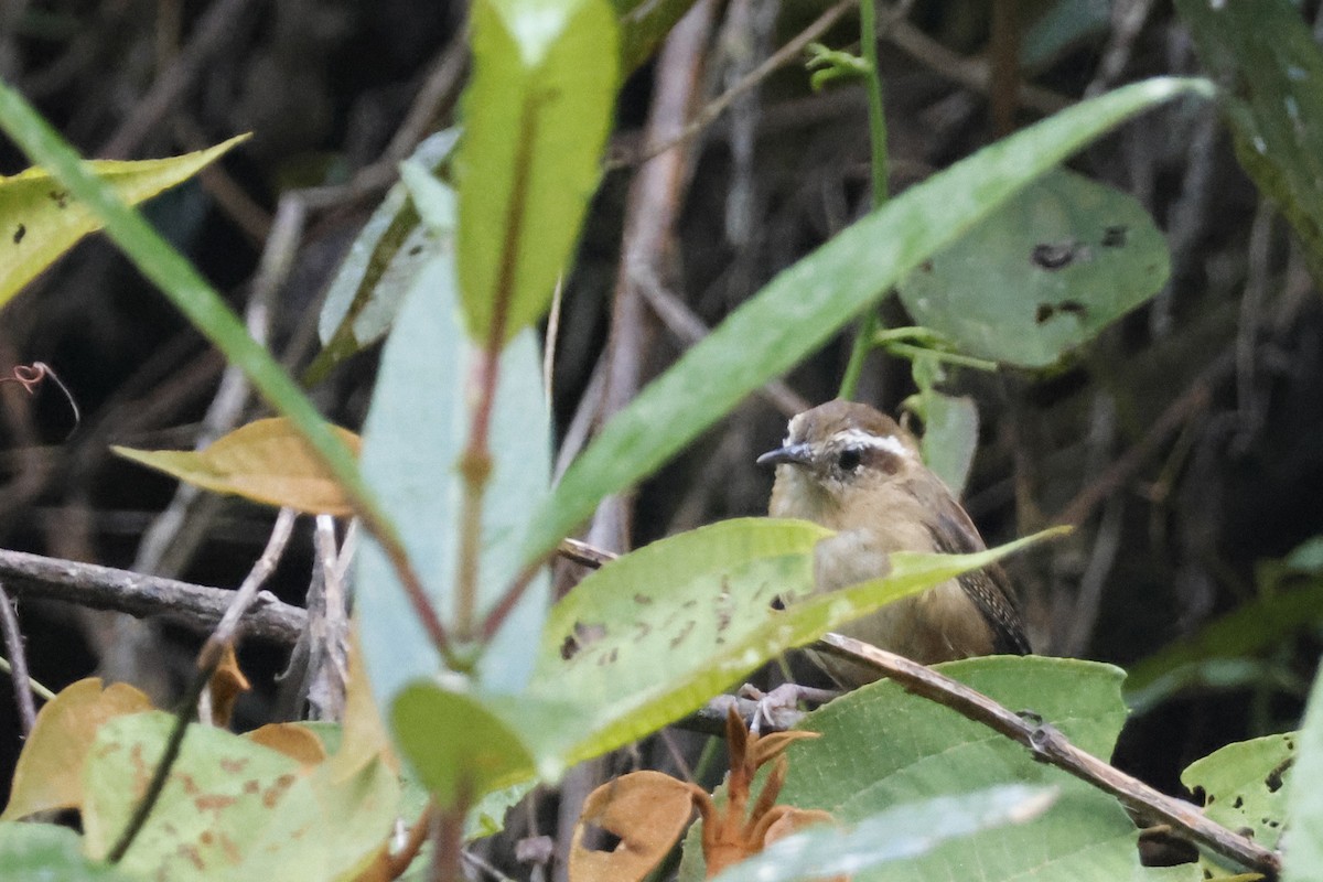 Mountain Wren - ML627658082