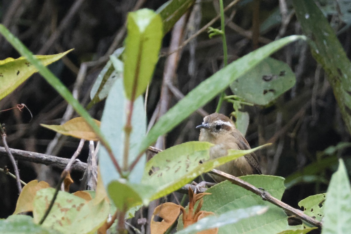 Mountain Wren - ML627658083