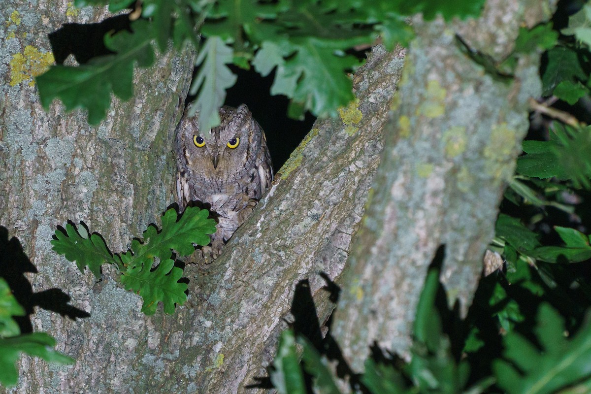 Eurasian Scops-Owl - babur hakarar