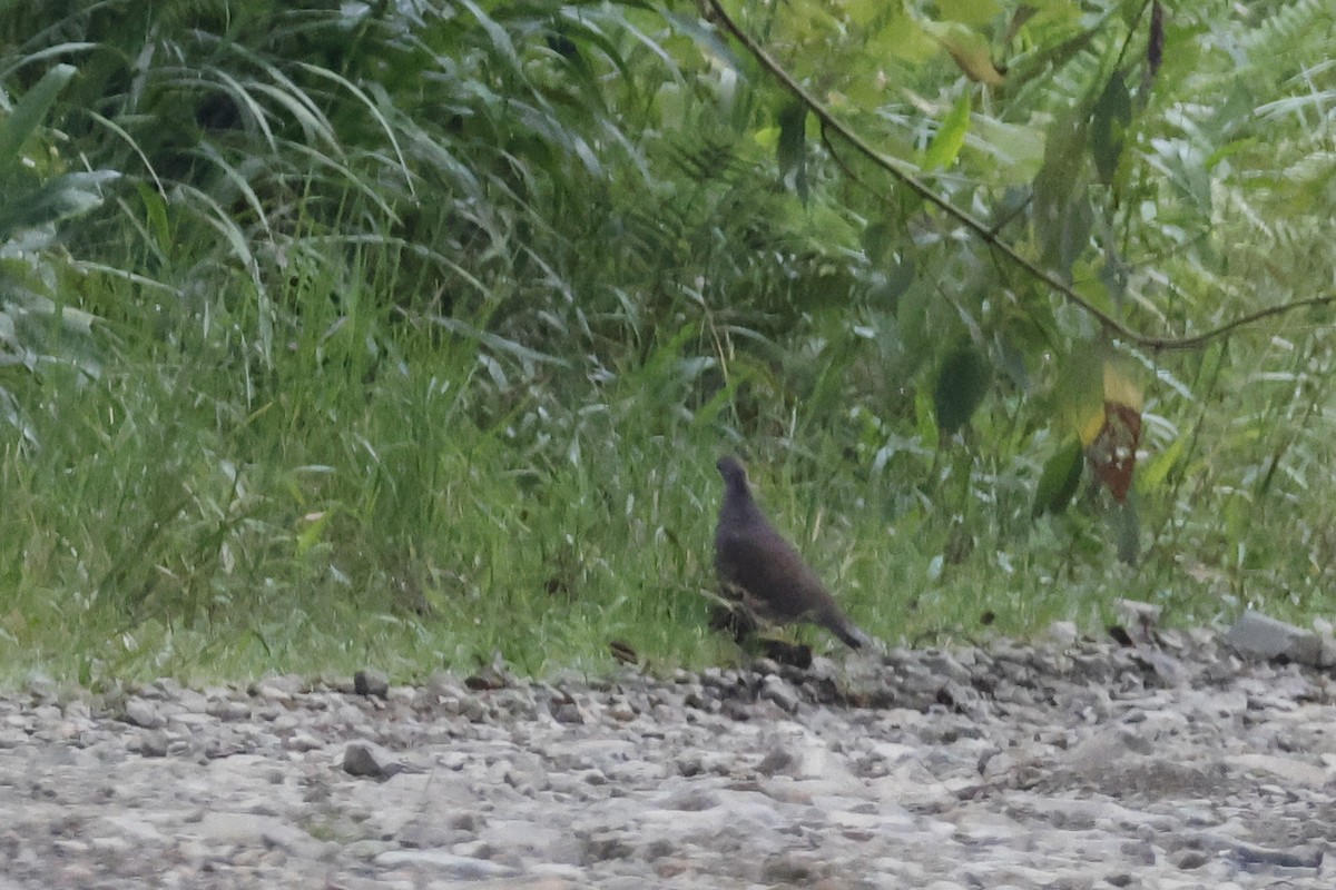 White-throated Quail-Dove - ML627658155