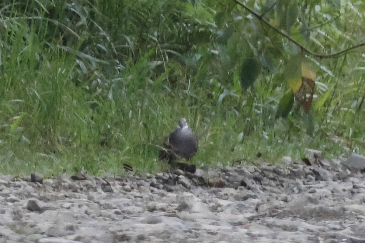 White-throated Quail-Dove - ML627658157