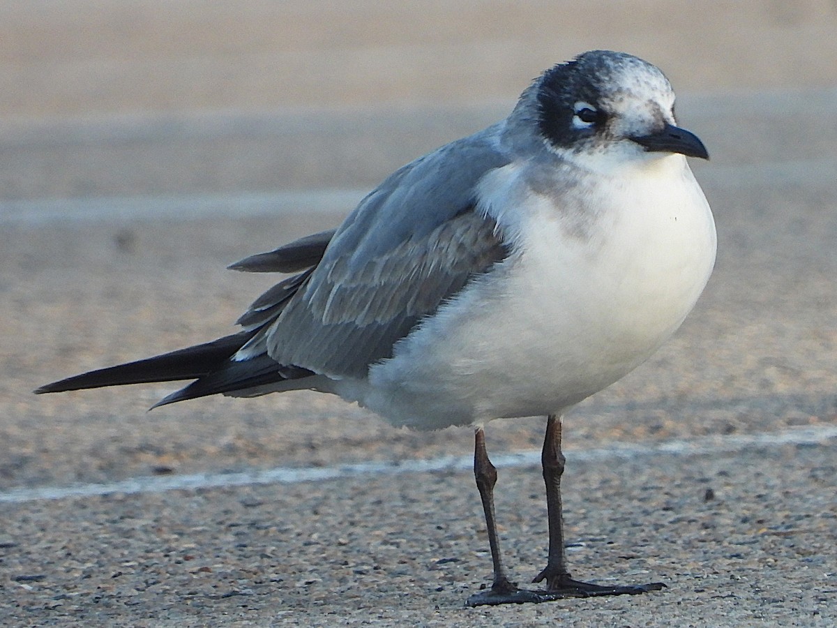 Franklin's Gull - ML627658341