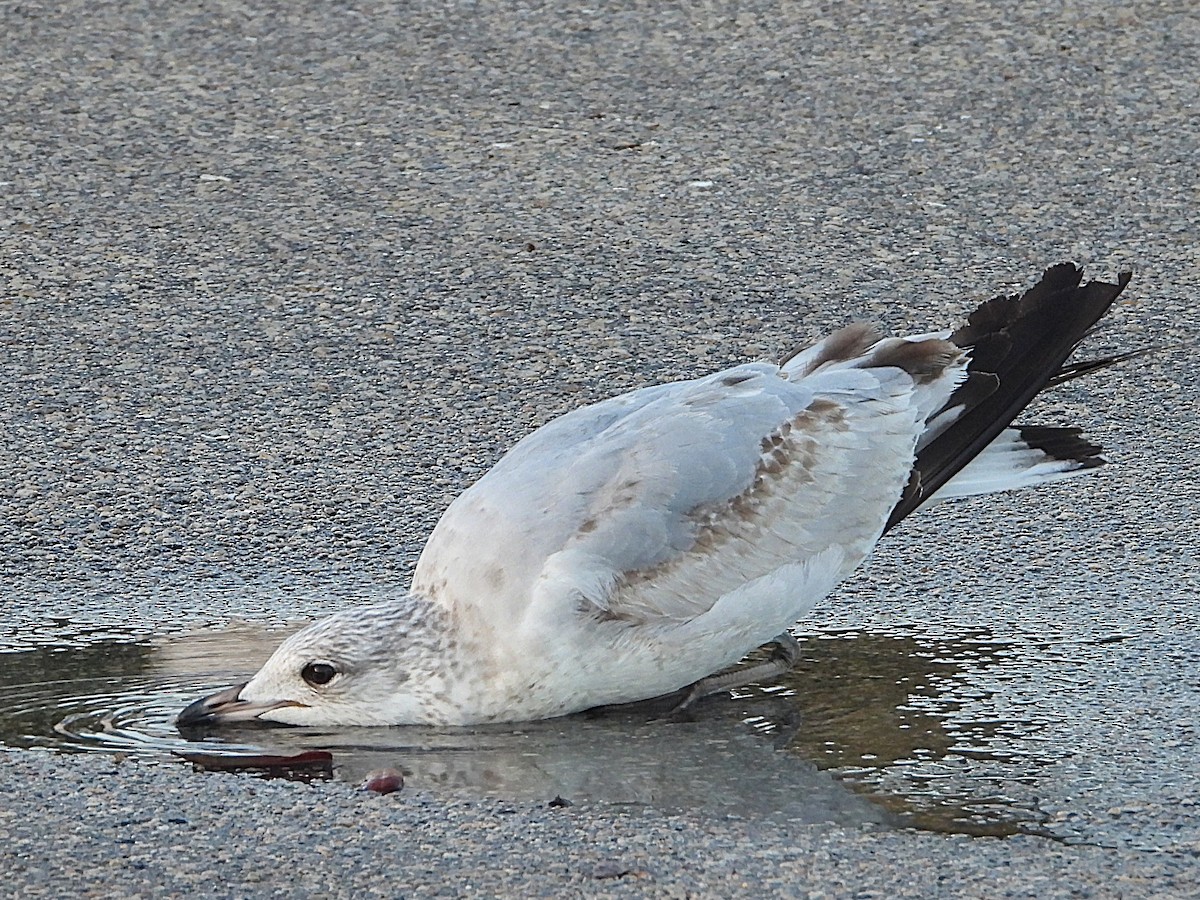 Ring-billed Gull - ML627658342