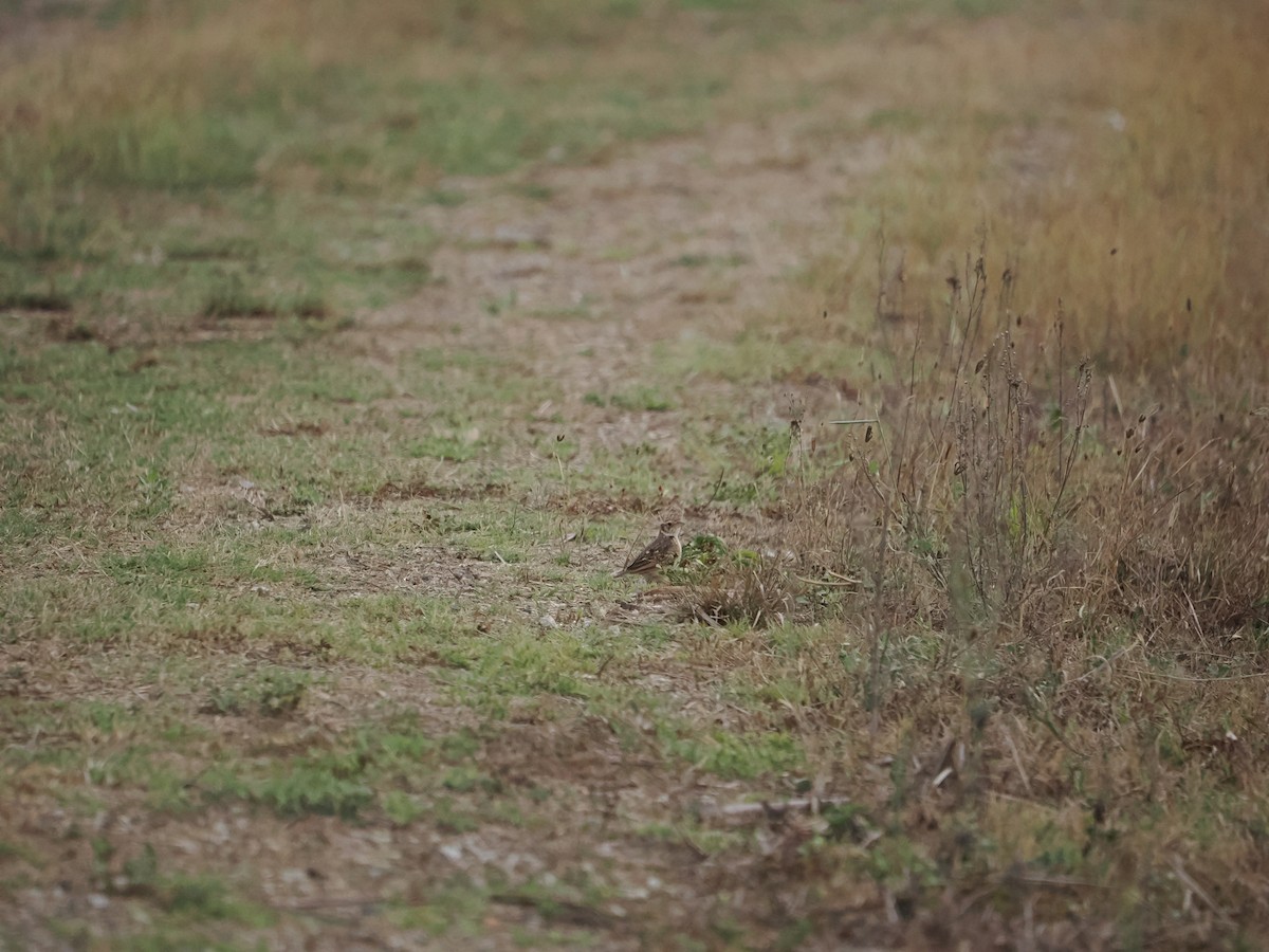 Singing Bushlark - ML627658348