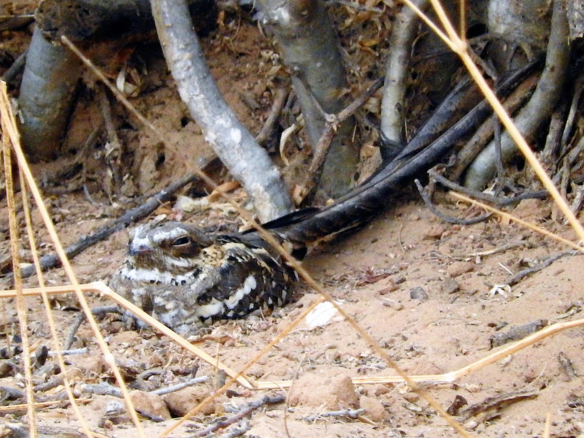 Long-tailed Nightjar - ML627658379