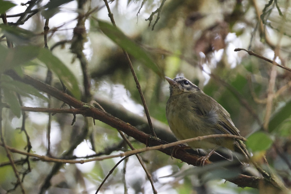 Yungas Warbler - ML627658522