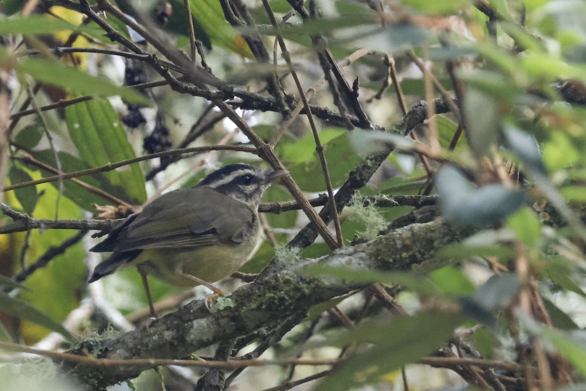 Yungas Warbler - ML627658523