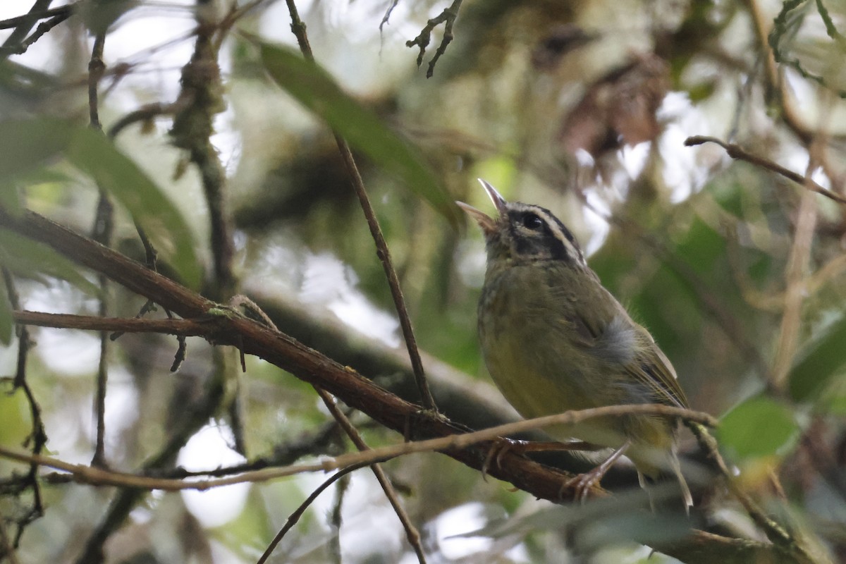 Yungas Warbler - ML627658524