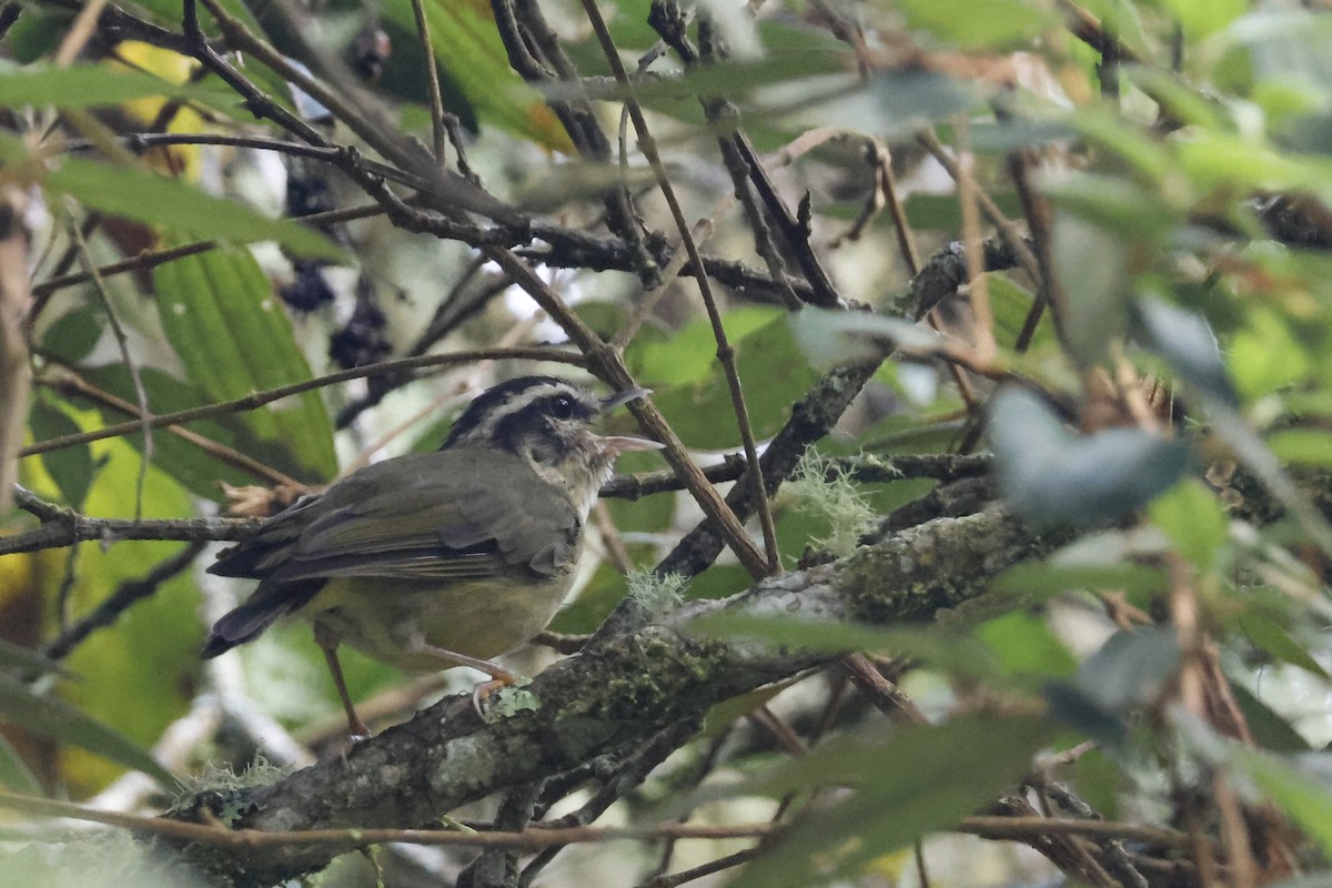 Yungas Warbler - ML627658526