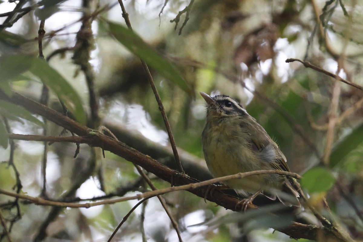 Yungas Warbler - ML627658528