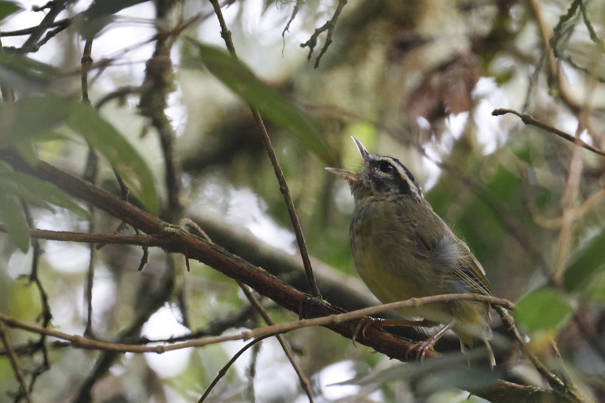 Yungas Warbler - ML627658530