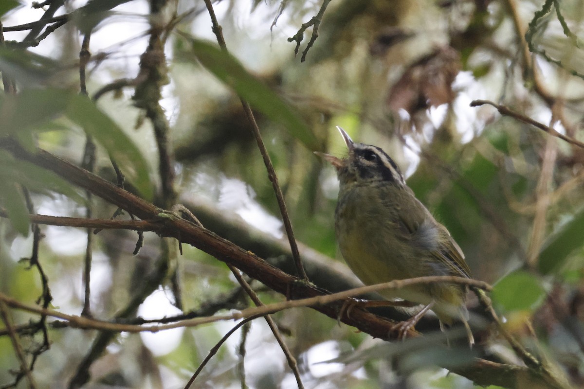 Yungas Warbler - ML627658531