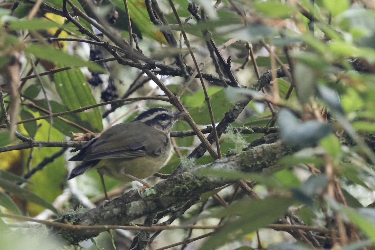 Yungas Warbler - ML627658533