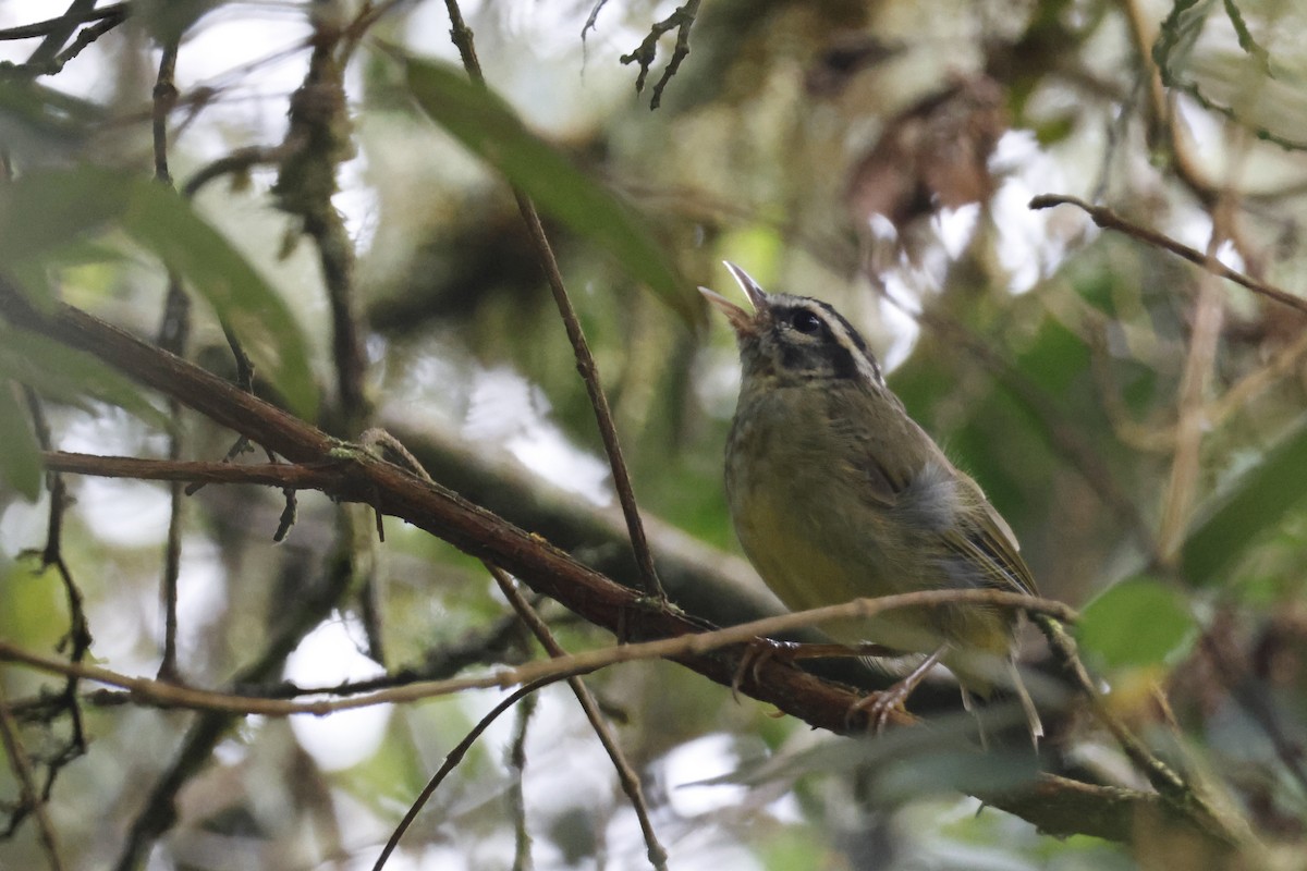 Yungas Warbler - ML627658549