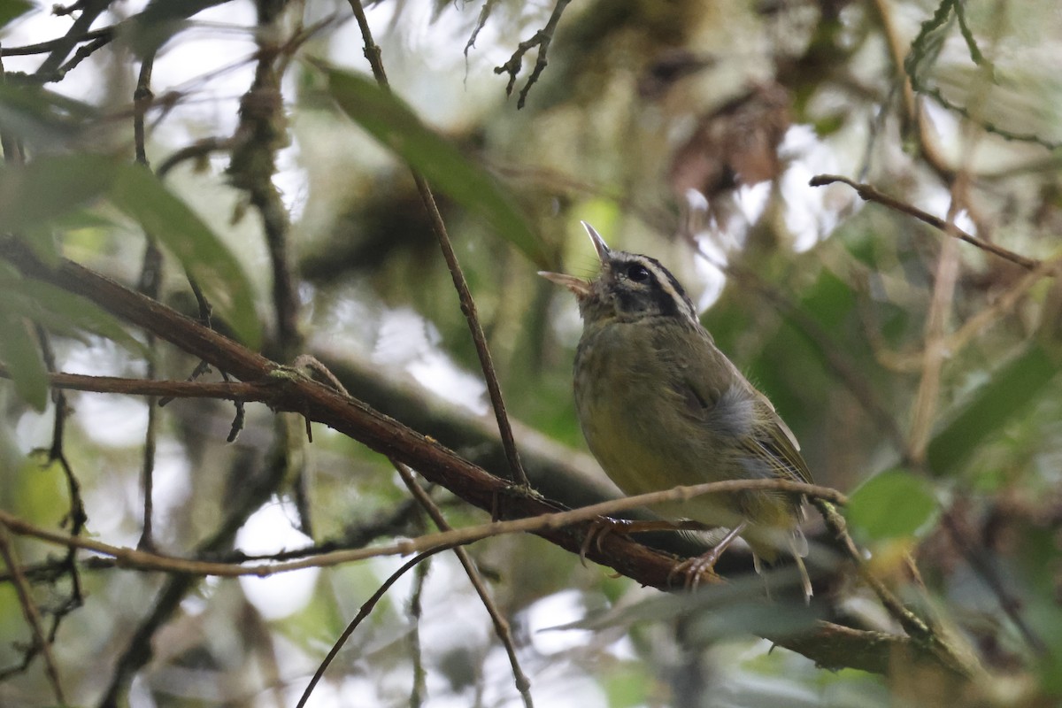 Yungas Warbler - ML627658550