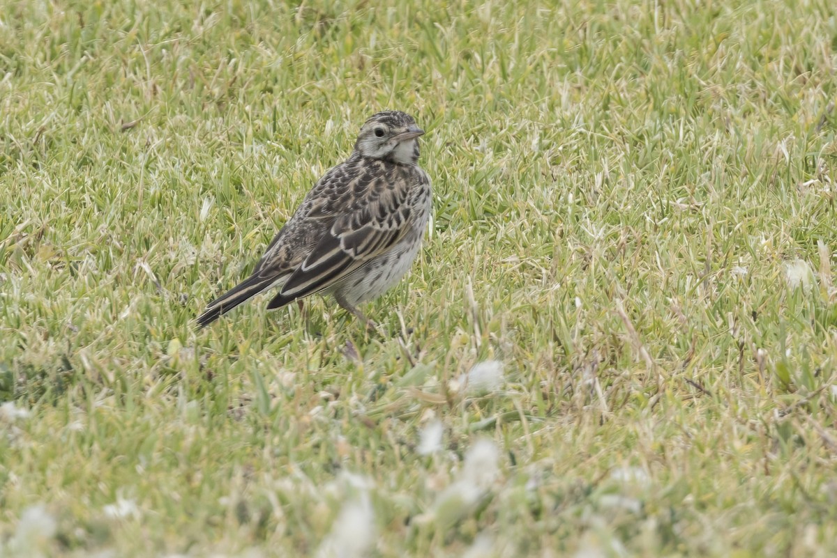 Australian Pipit - ML627658576