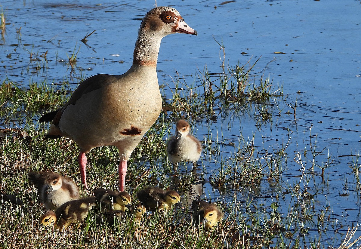 Egyptian Goose - ML627658606