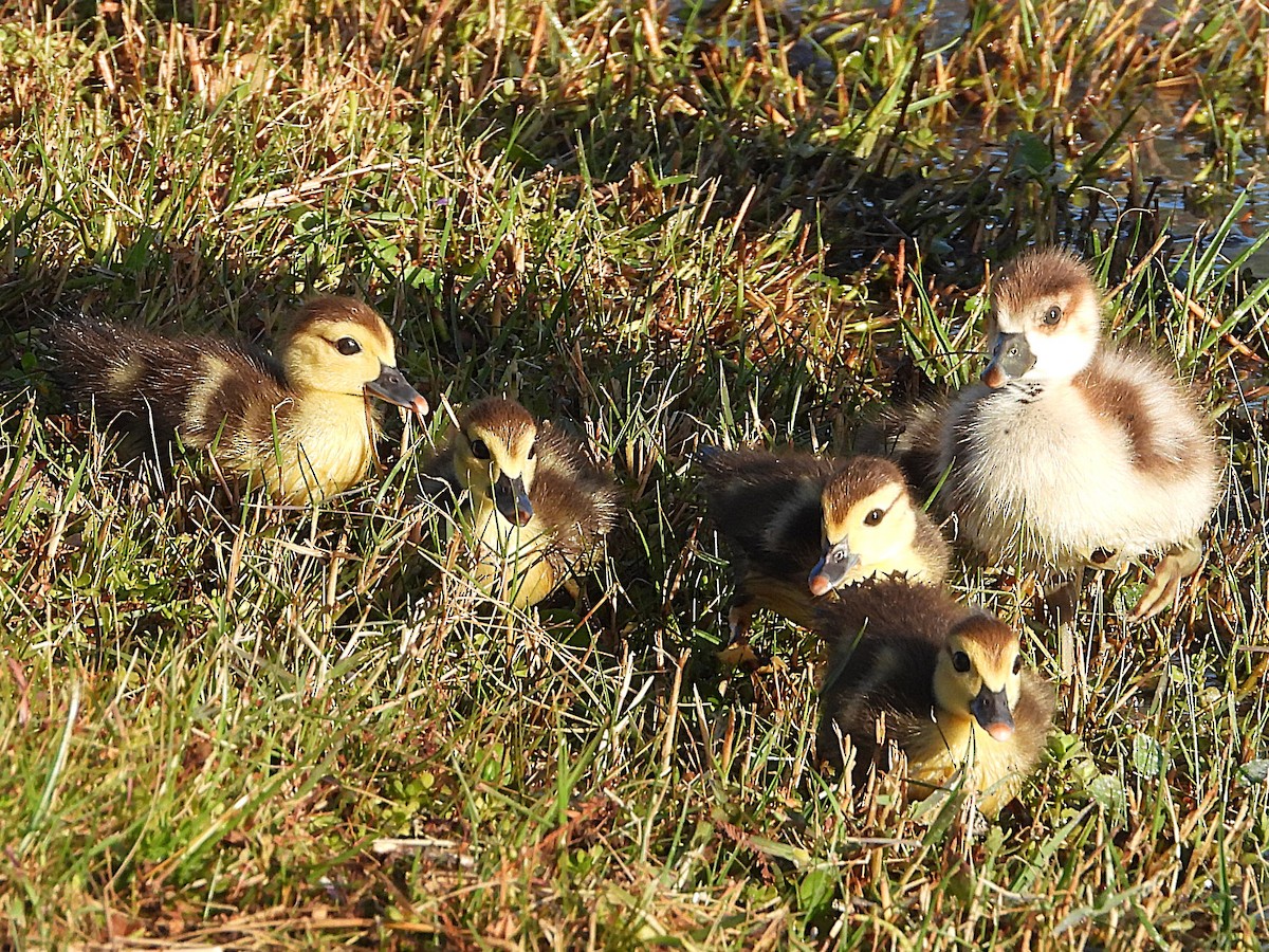 Egyptian Goose - ML627658607