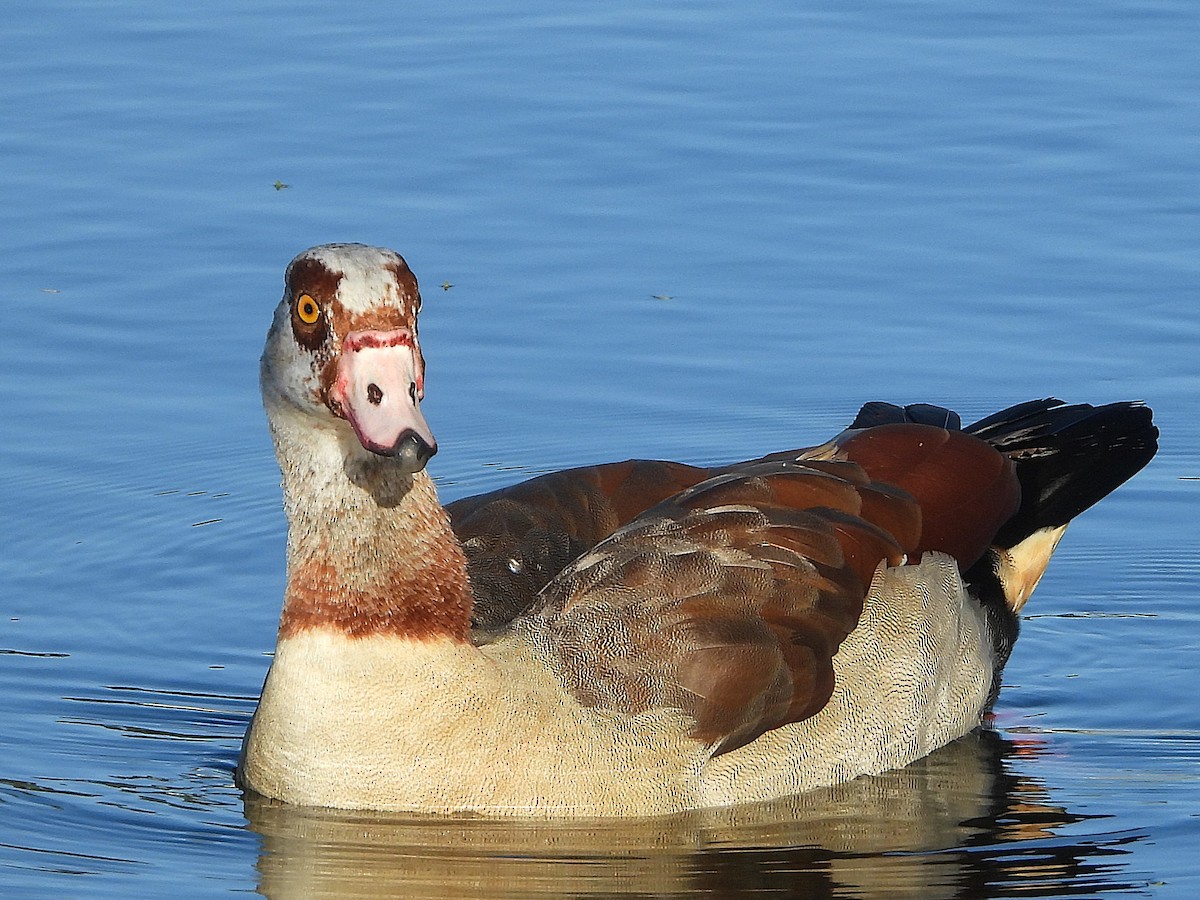 Egyptian Goose - ML627658622