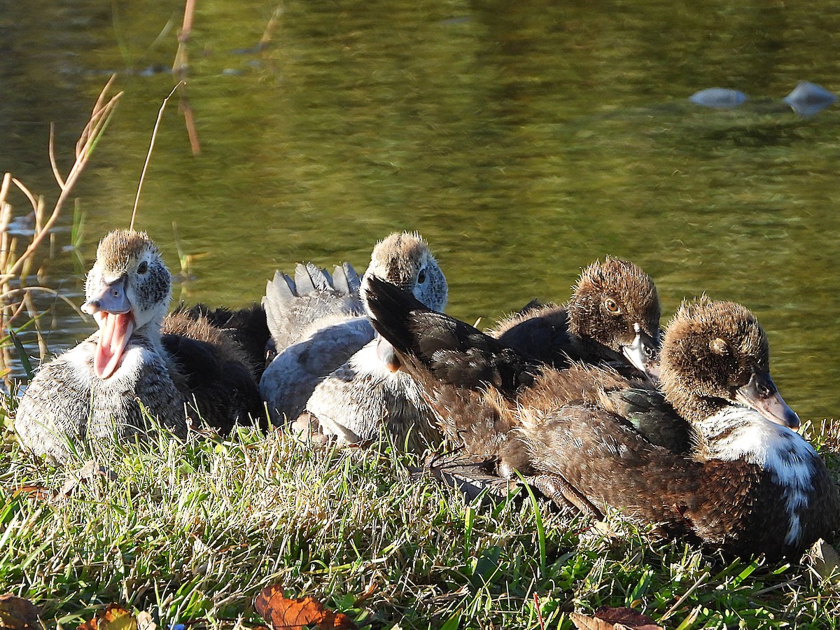 Muscovy Duck (Domestic type) - ML627658628