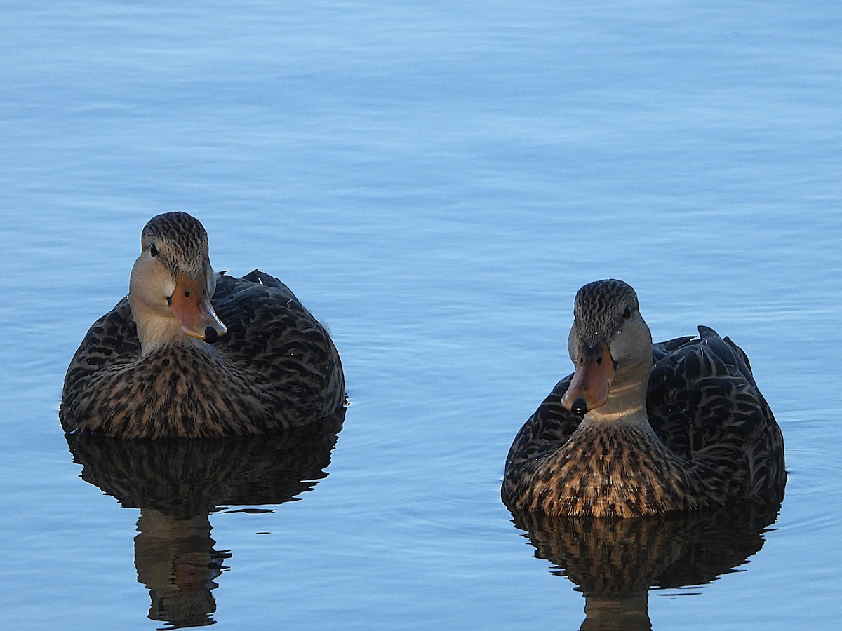 Mottled Duck - ML627658635