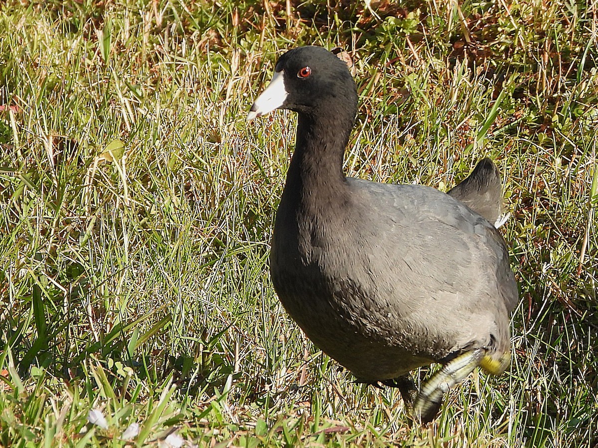 American Coot - ML627658642