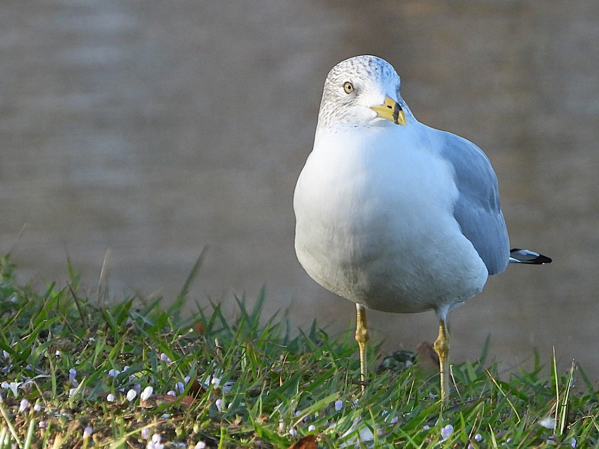 Ring-billed Gull - ML627658644