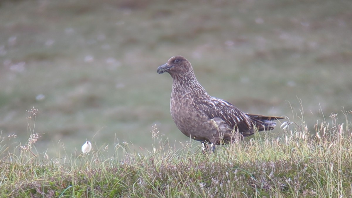 Skua - ML627658645