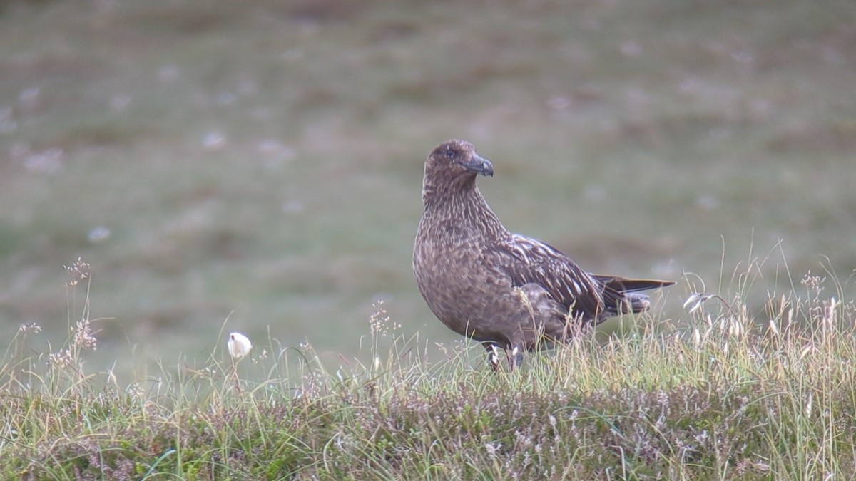 Skua - ML627658649