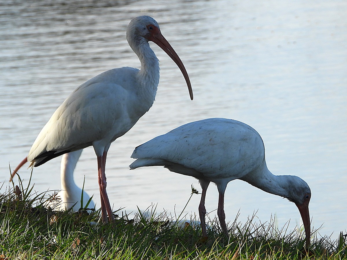 White Ibis - ML627658651