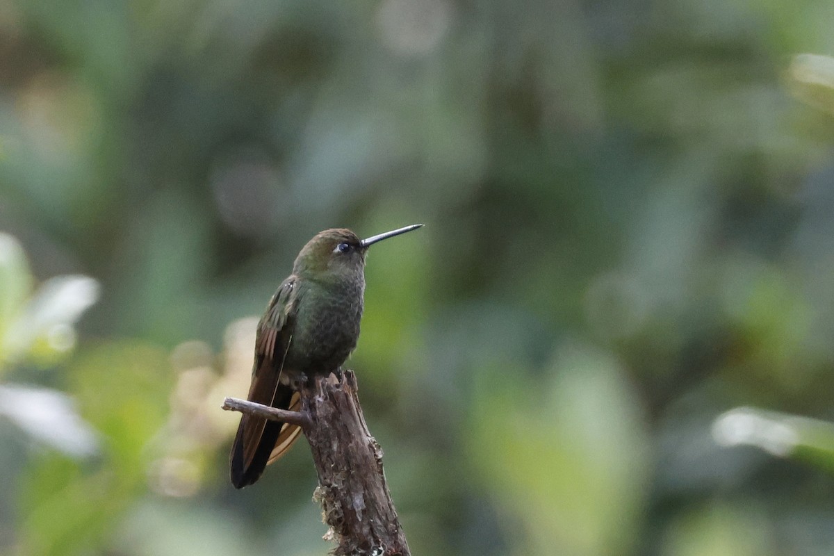 Buff-thighed Puffleg - ML627658675