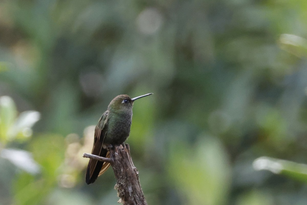 Buff-thighed Puffleg - ML627658678
