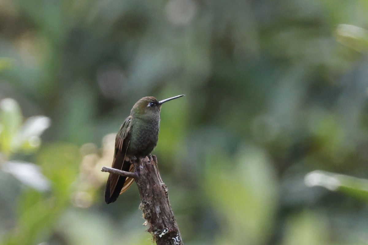 Buff-thighed Puffleg - ML627658681