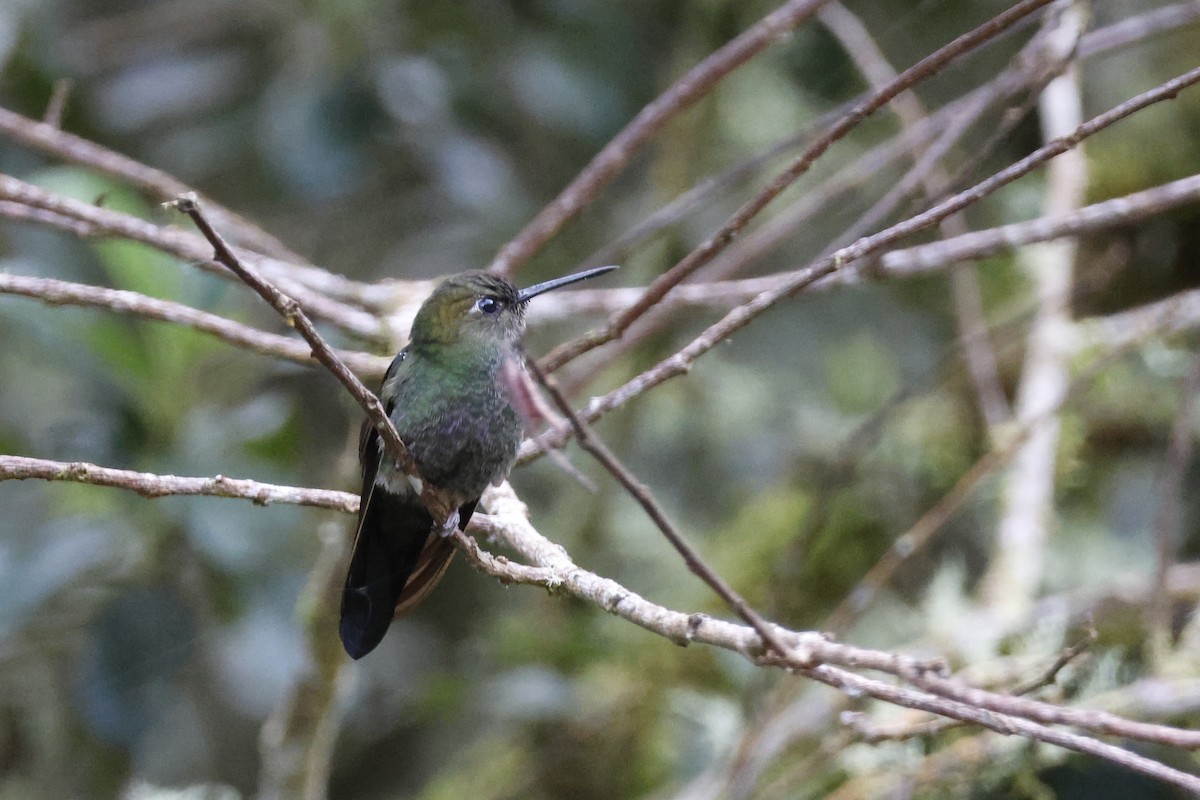 Buff-thighed Puffleg - ML627658687
