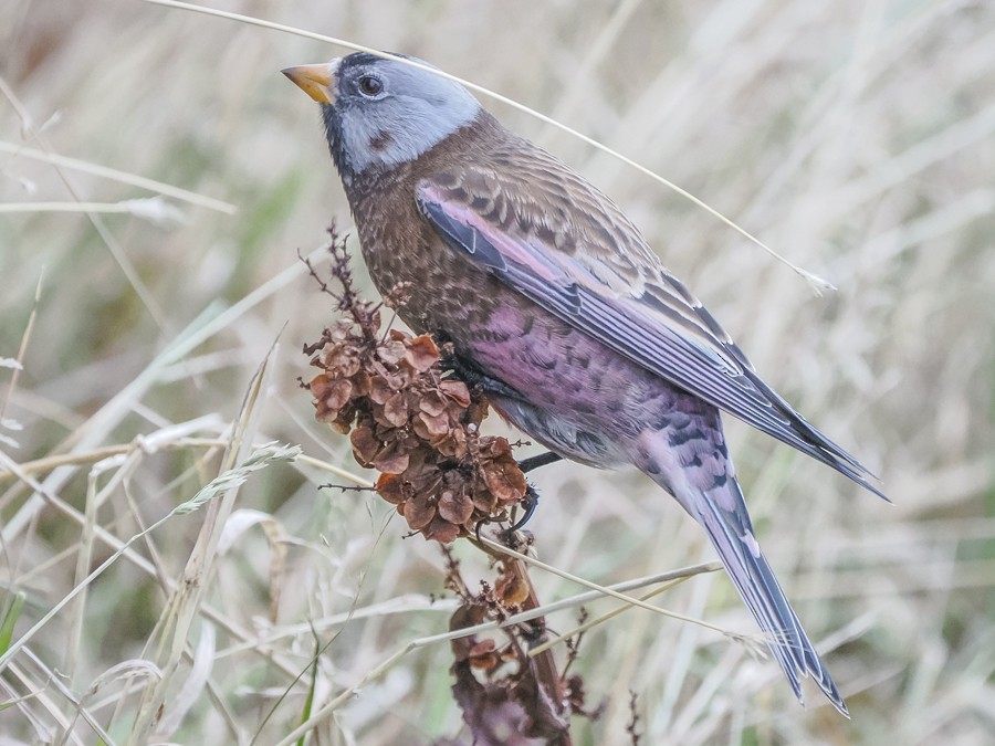 Gray-crowned Rosy-Finch - ML627658793