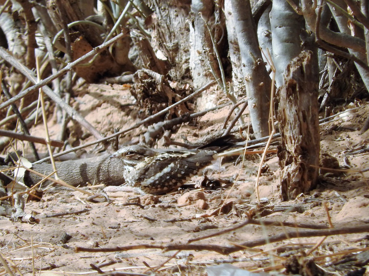 Long-tailed Nightjar - ML627658892