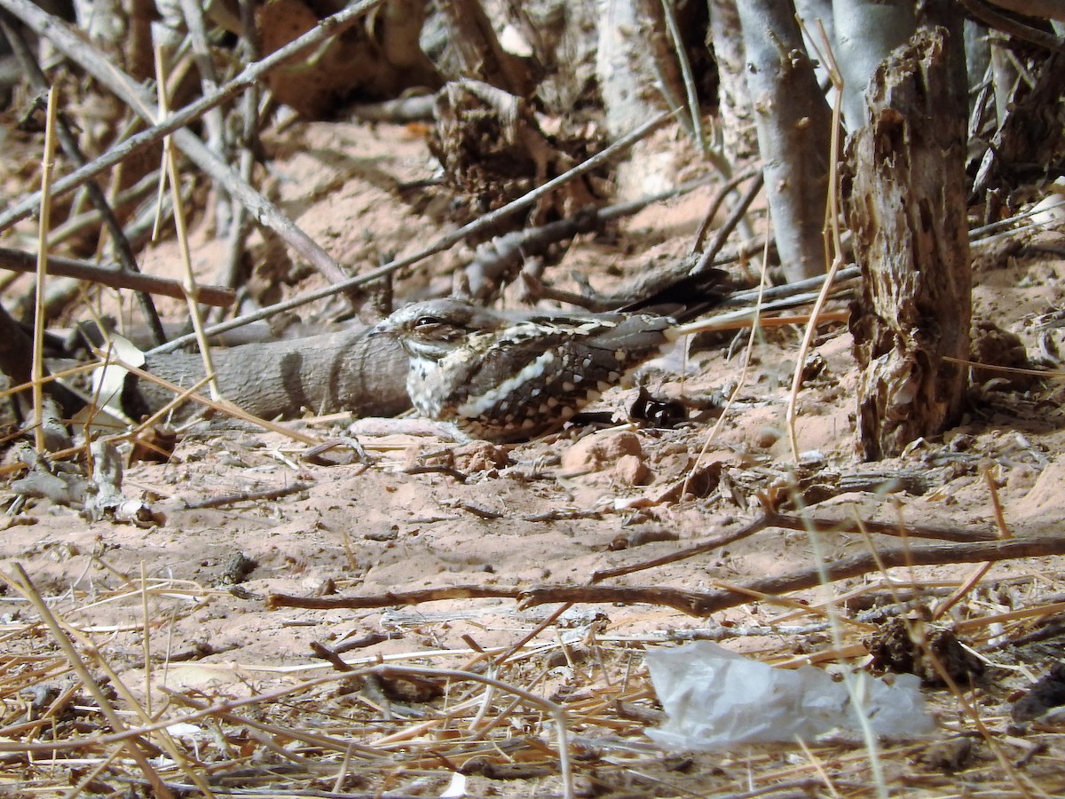 Long-tailed Nightjar - ML627658894