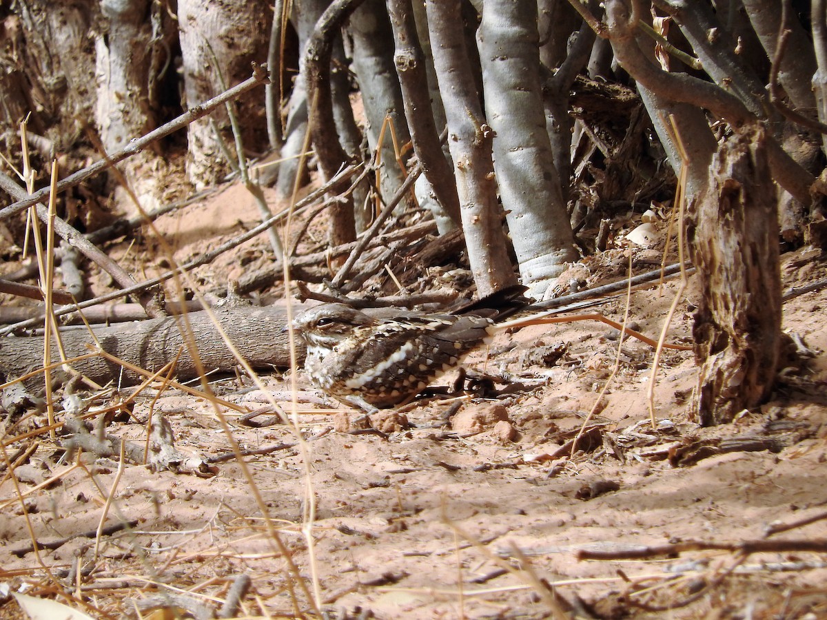 Long-tailed Nightjar - ML627658895